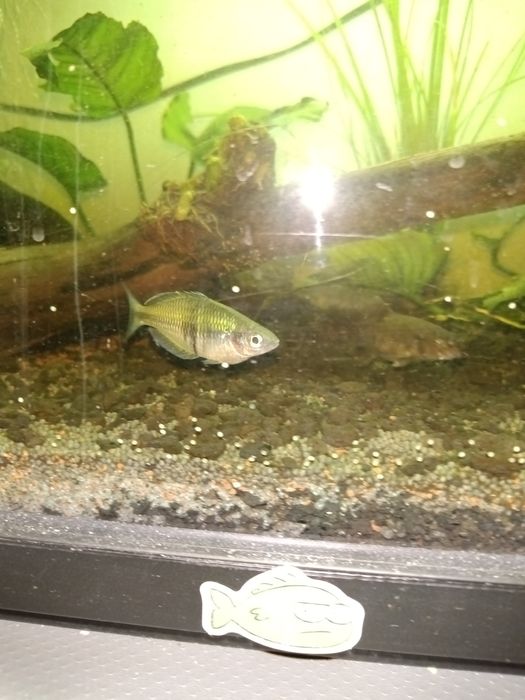 Peixe melanotaenea arco íris