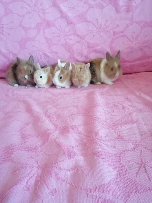 Królik miniaturka królik karzełek