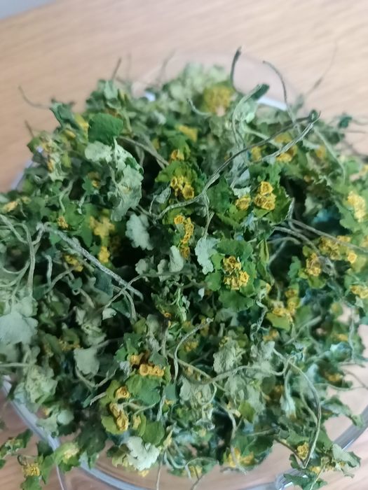 Śledzenica Skrętnolistna suszona 25g