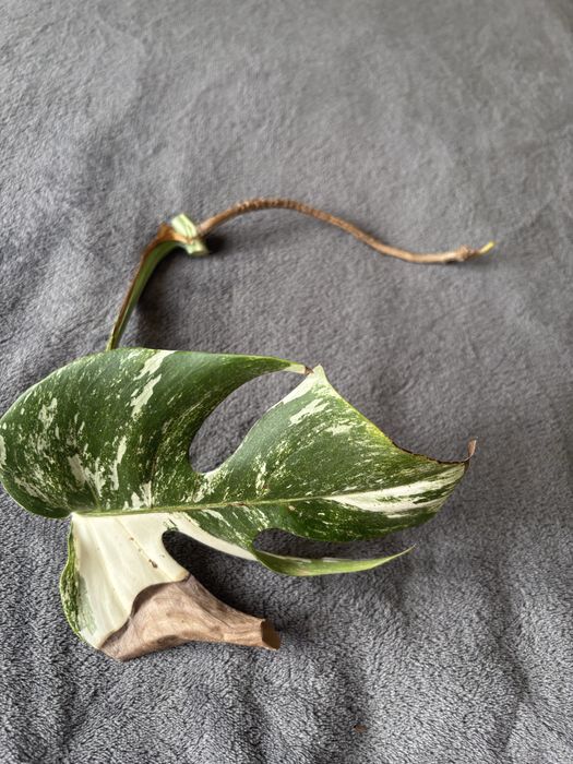 Monstera Variegata