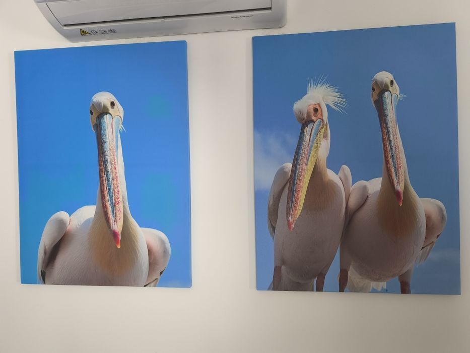 duas pinturas com pelicanos