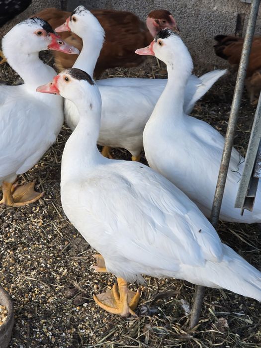 Patos mudos de 2026