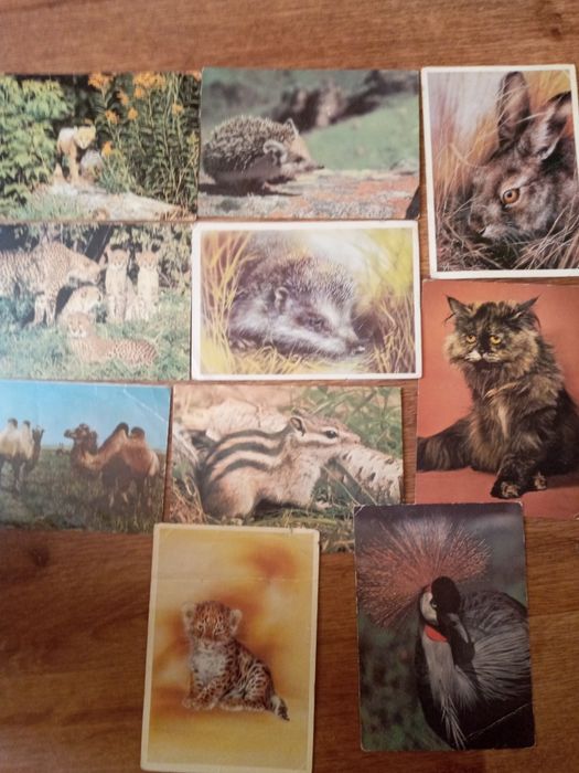 Почтовые открытки с изображением животных