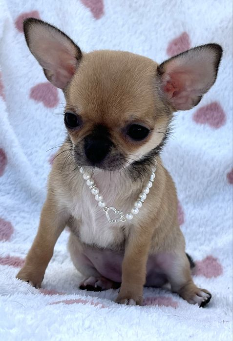 Chihuahua femea Pelo Curto