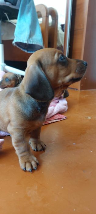 Цуценятка Такси бронь, продаж