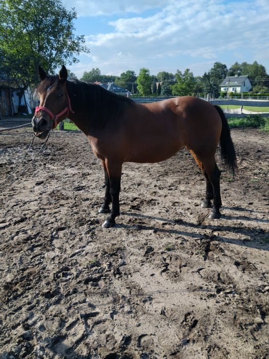 Klacz  śląska pogrubiana