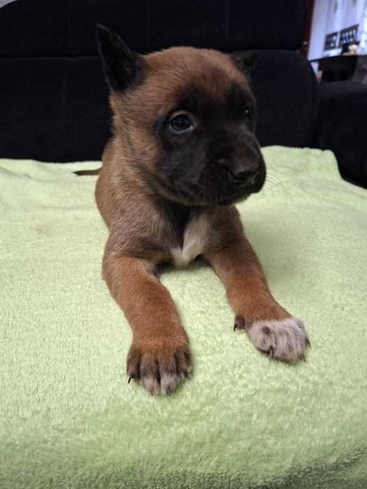 Owczarek Belgijski Malinois Szczeniaki Dostępne Pieski i Suczki