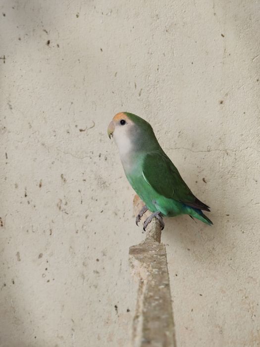 Vendo casal de agapórnis