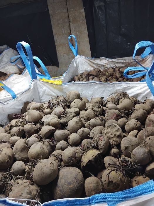 Burak ćwikłowy buraczek czerwony