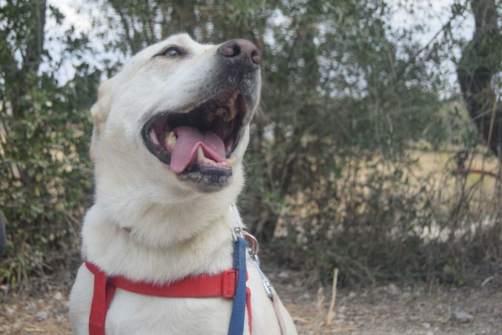 Kanda - cadela média para adoção