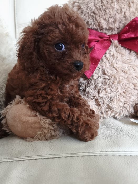 Пудель той міні девочка  и мальчики  Китай и ксу