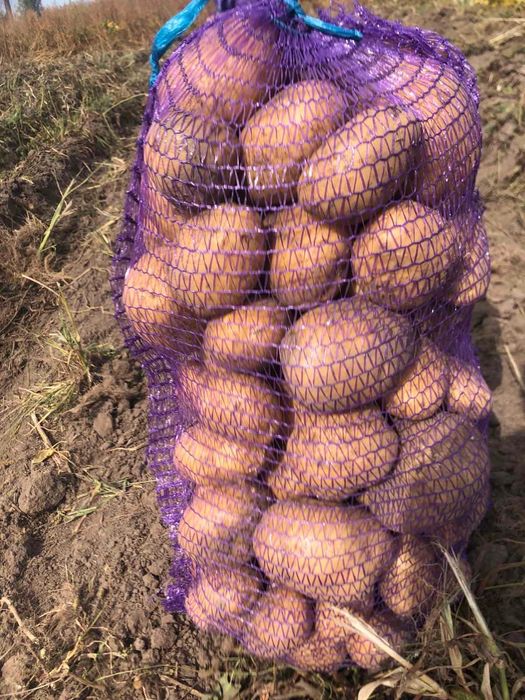 Продаю картоплю сорт «Арізона»
