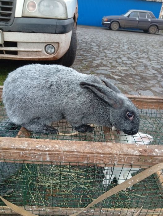 Кролики разных пород
