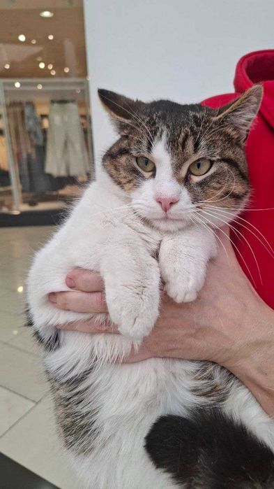 Офігітєльний коте Єврік