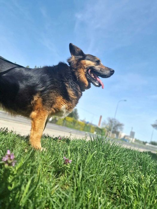 Tekla Suczka do adopcji pies kalisz lodz poznan wroclaw kalisz