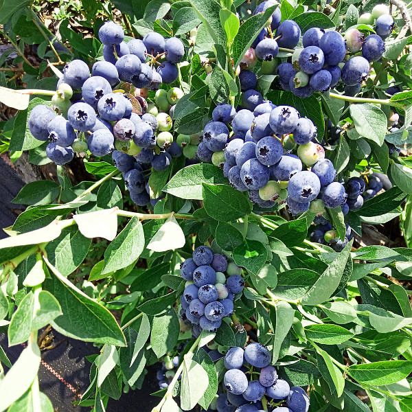 Саджанці Лохини різних сортів