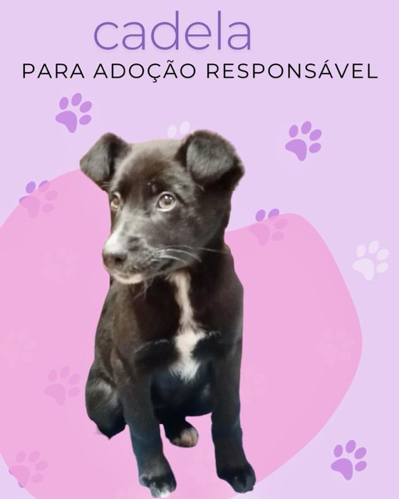 Cães bebés para adoção responsável