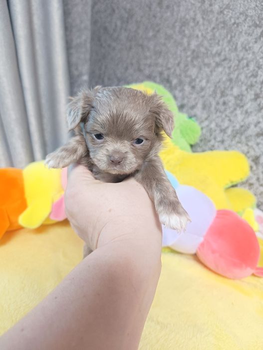 Лиловая девочка чихуахуа