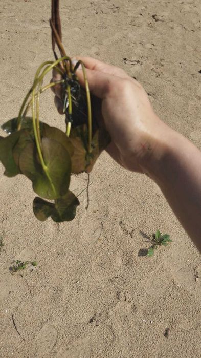 nanufara /lilia Holand