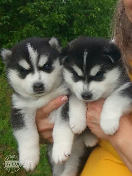 В'язка кобель Сибірської хаскі