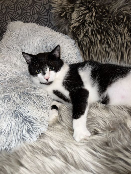 Kocurek Rumcajs szuka domku