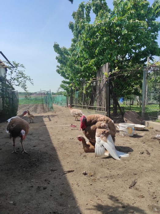 Indyki, indor, indyczka