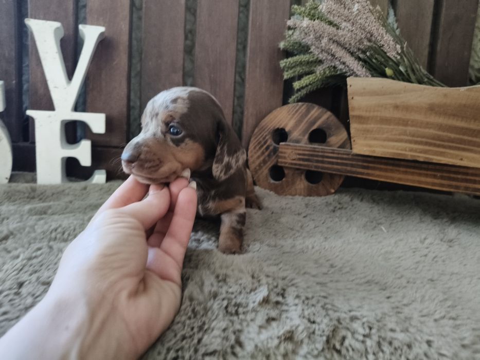 Teckel miniatura macho