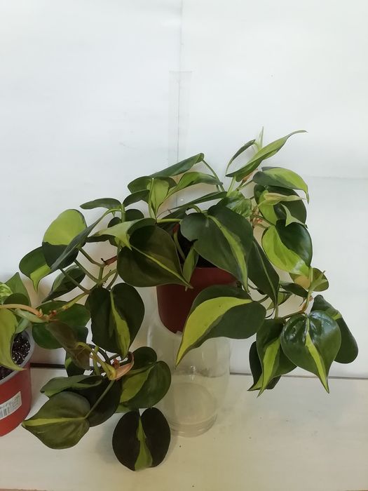 Продаю  долларовое дерево и др комнатные растения.