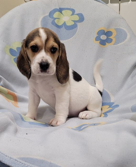 Cachorrinha beagle tricolor