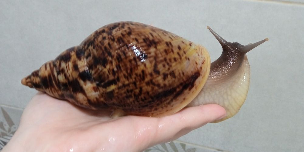 Улитки  Ахатины.