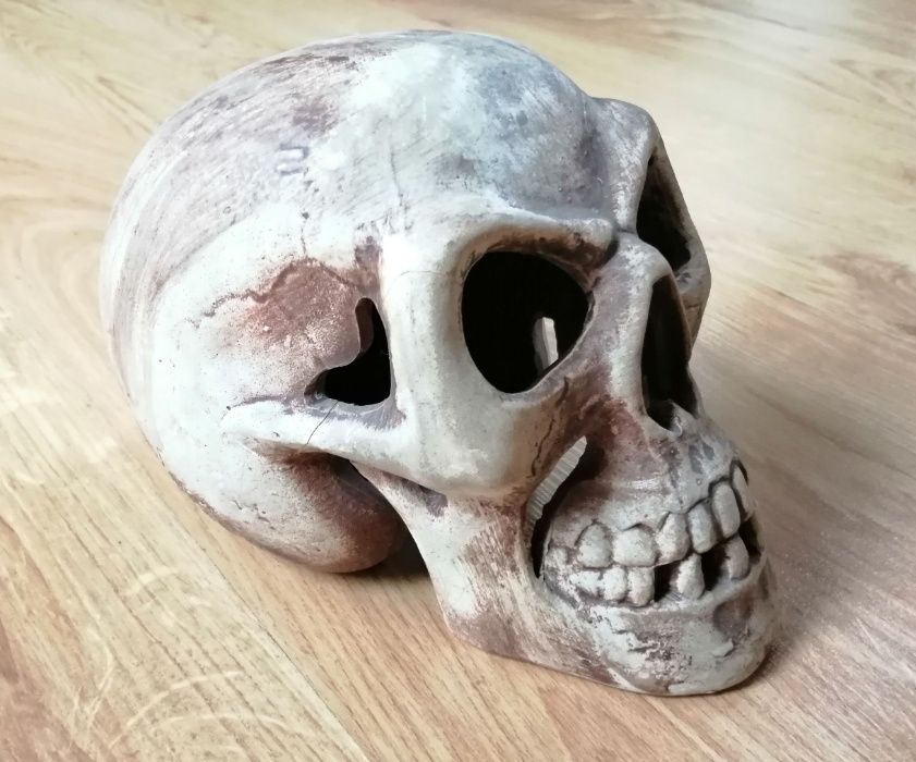 Gipsowa czaszka człowieka / ludzka