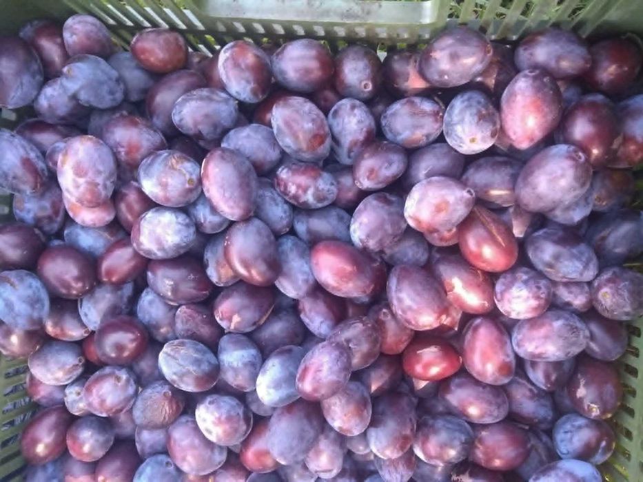 Sprzedam śliwki węgierki  18 kg