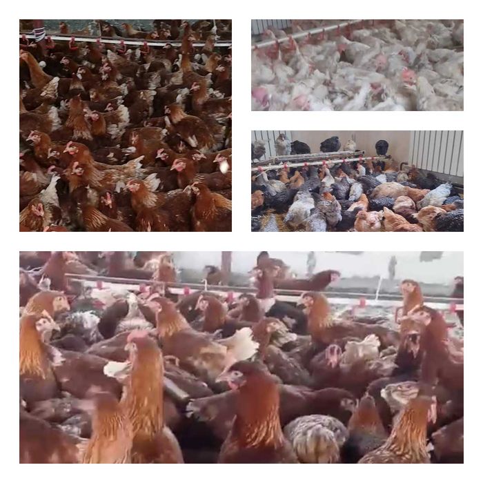 Продам кури несушки! Доставка безкоштовна. Верхньодніпровськ!