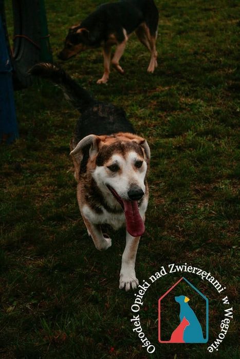 Astro 278/22 - SZUKA DOMU!