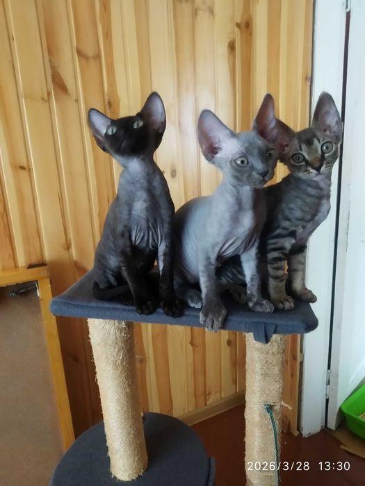 Кошенята Девон-рекс