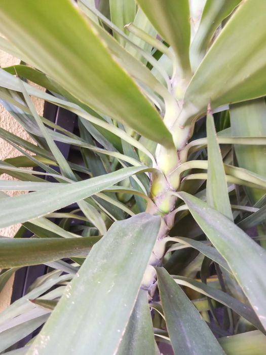 Yucca Elephants Planta 2M50CM