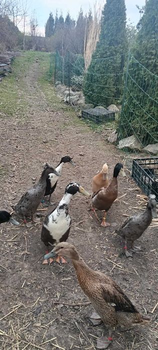Kaczki Biegusy Indyjskie – Żywe Ptaki oraz Jaja Lęgowe