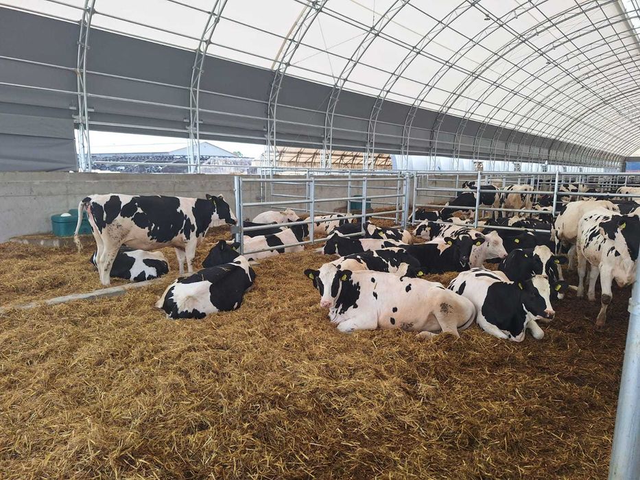 Oryginalne HaleNaBale.pl pod bydło 16x30 wietrz. boczne i kalenicowe