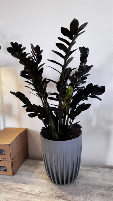 Заміокулькас Равен/Raven