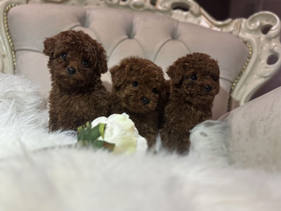 Той пудель щенки мальчики китай