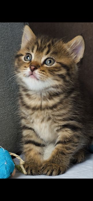 Девочка шотландская полосатая, табби, котенок, кошечка, скоттиш страйт