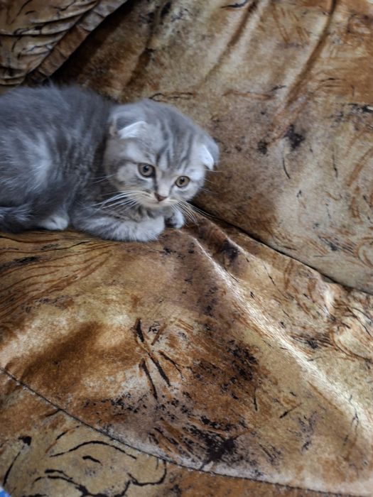 Котик скотіш фолд