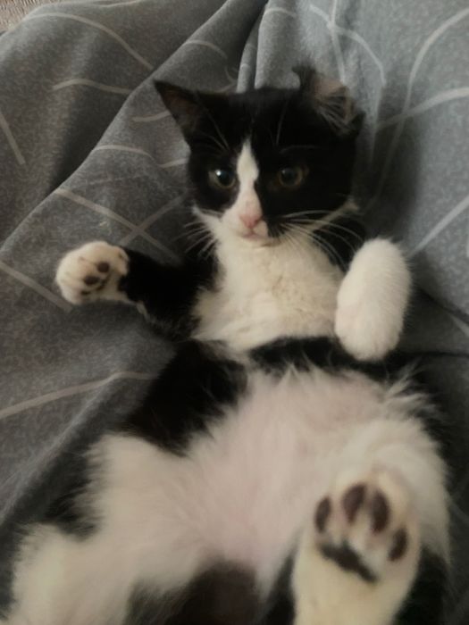 Отдам котят в хорошие руки