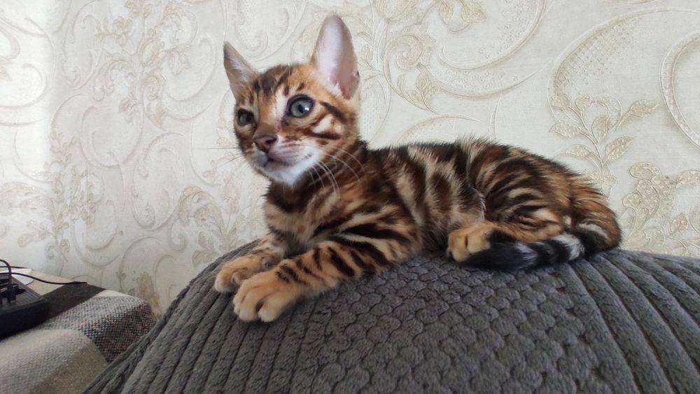 Бенгальские Котята