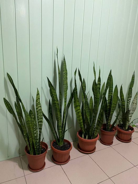 Сансевиерия . "Тёщин язык". Декоративное растение .