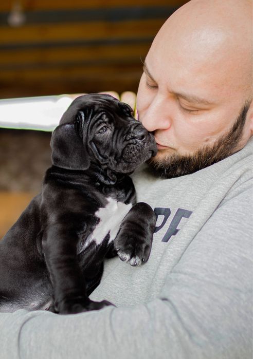 Неймовірна дівчинка кане корсо_Berta