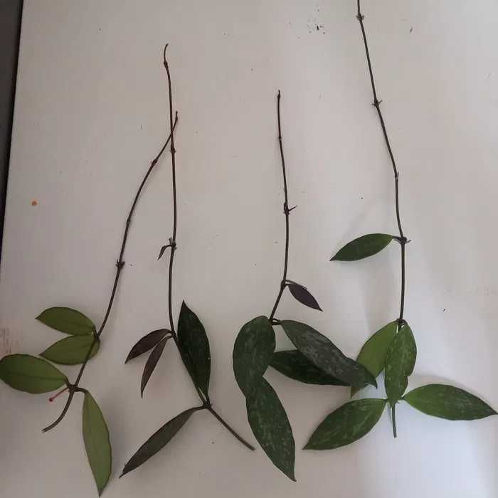 Hoja hoya gracilis memoria