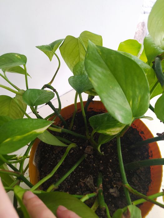 Вазон домашній , домашні рослини