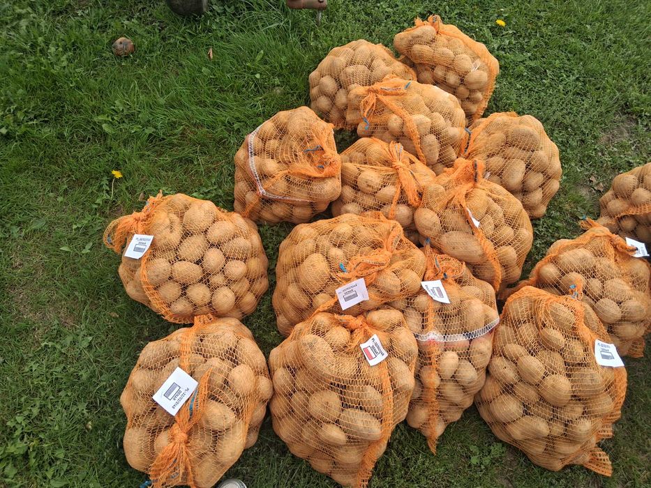 Ziemniaki jadalne denar