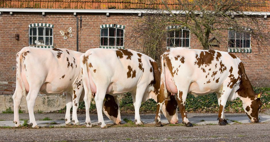 сперма биків різних порід